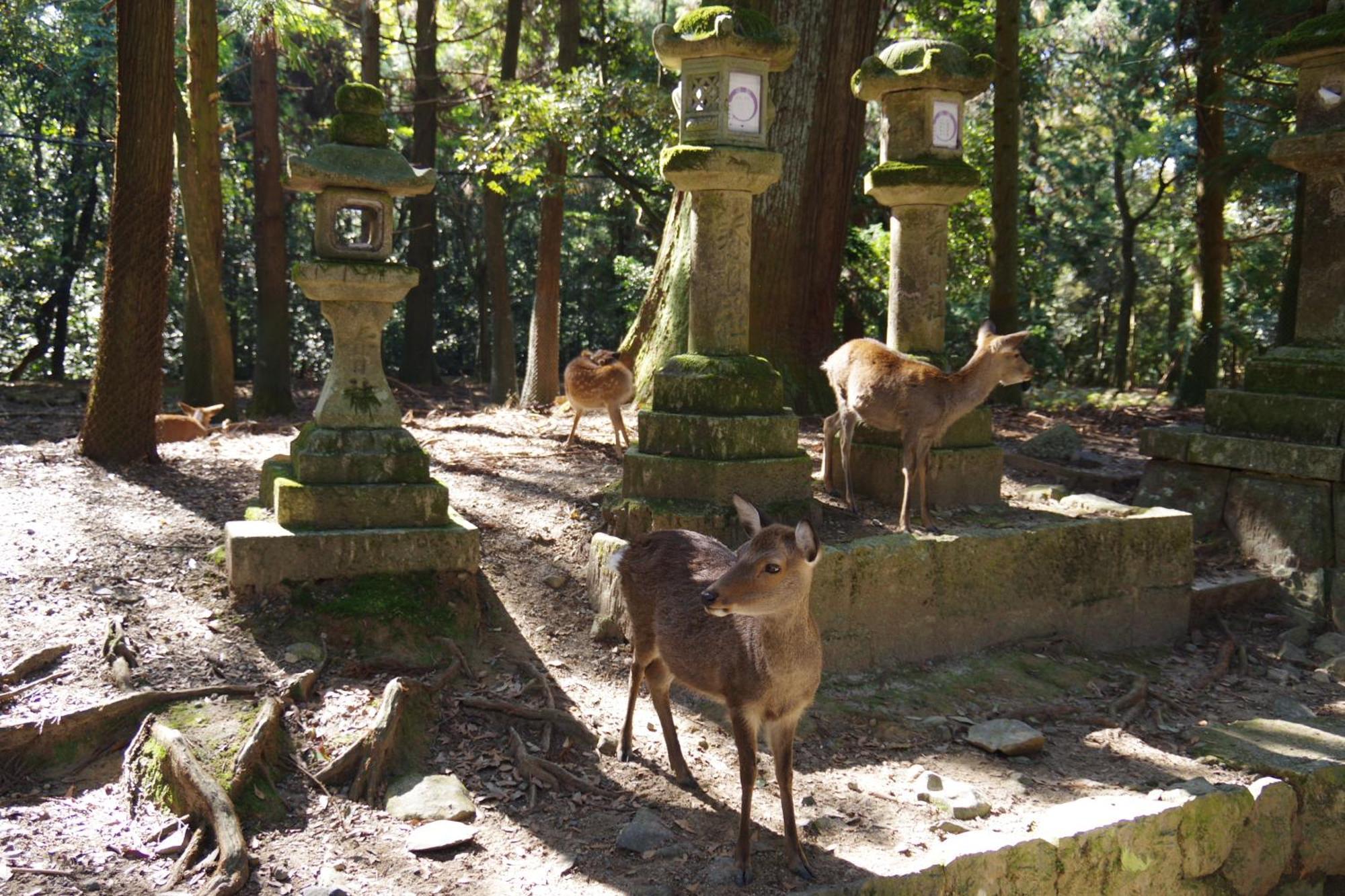 Chikyuutabikazoku　kintetsu-nara Ekimae อพาร์ทเม้น นารา